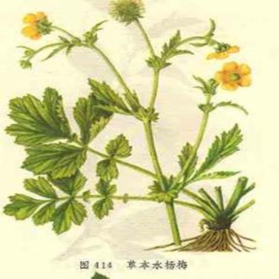 ����ӡ����󱾲�