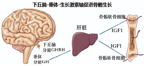 多維營(yíng)養(yǎng)包.jpg 多維營(yíng)養(yǎng)包.jpg