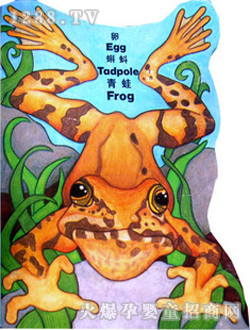 С��̖�����L(f��ng)�����w�������ģ�